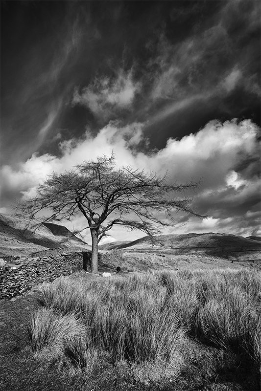 533x800_Straining-tree-the-struggle-800-SS
