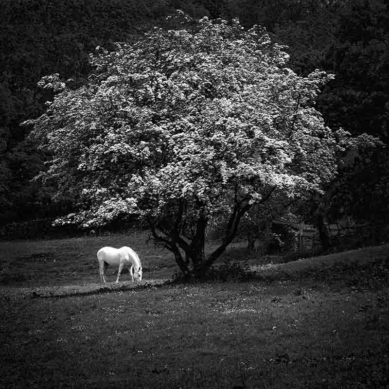 31.800 res White Horse under Hawthorn high contrast